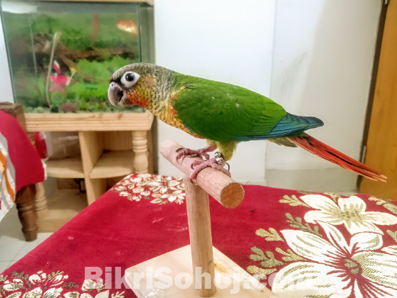 Super flying tame green chek conure